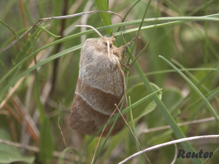 Brombeerspinner - Fox Moth (Macrothylacia rubi)
Foto: Karl Reuter
Ort:
Kamera: Nikon D90, Nikkor 105VR 1:2,8 Brombeerspinner _Macrothylacia rubi_.jpg